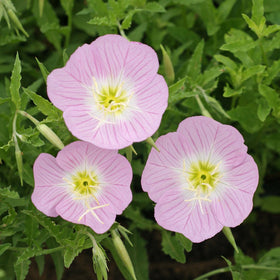 Outsidepride Showy Evening Primrose supports erosion control on slopes and large containers.