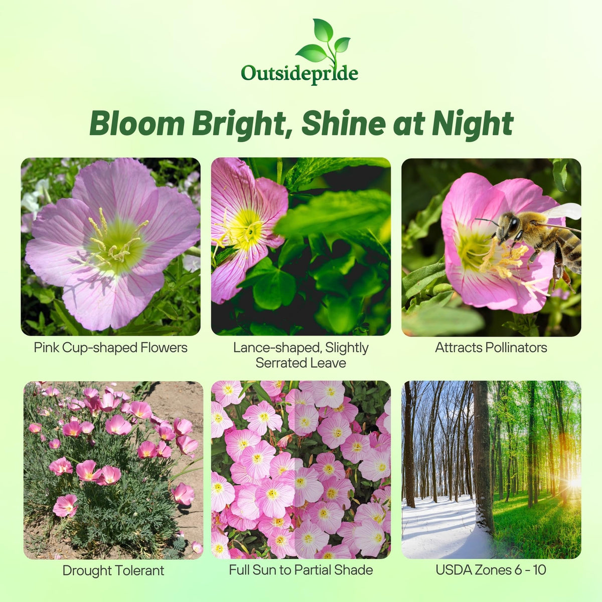 Outsidepride Showy Evening Primrose yellow-centered flowers attract bees and butterflies all summer.