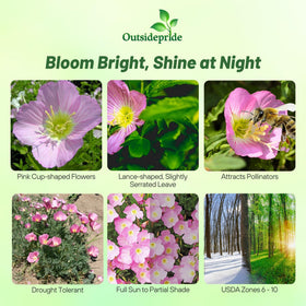 Outsidepride Showy Evening Primrose yellow-centered flowers attract bees and butterflies all summer.