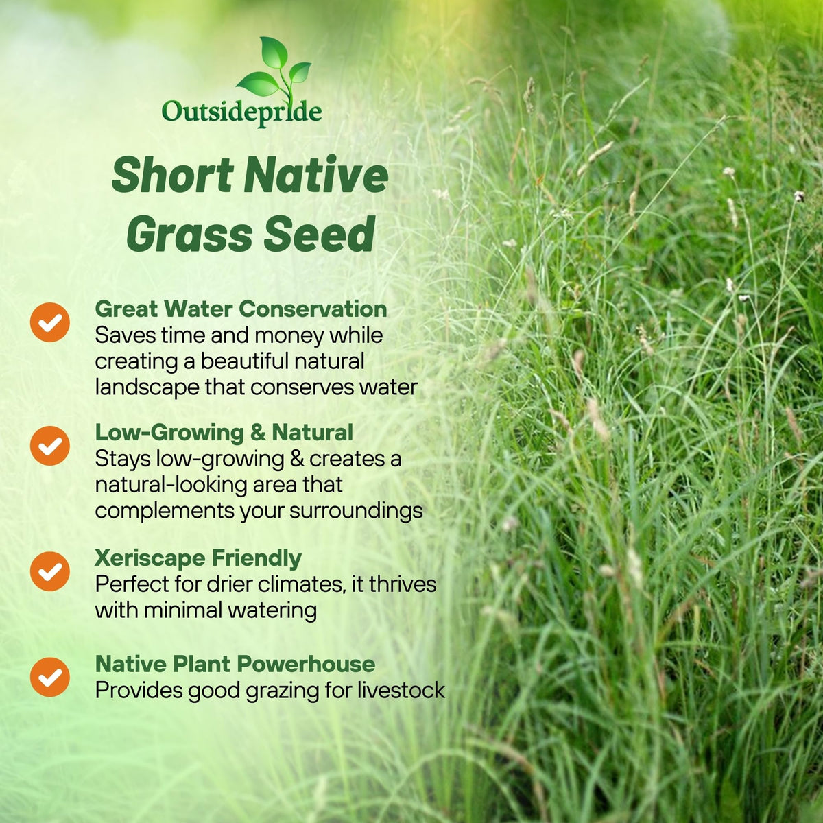 Outsidepride Sideoats Grama seed forming resilient turf in sun.