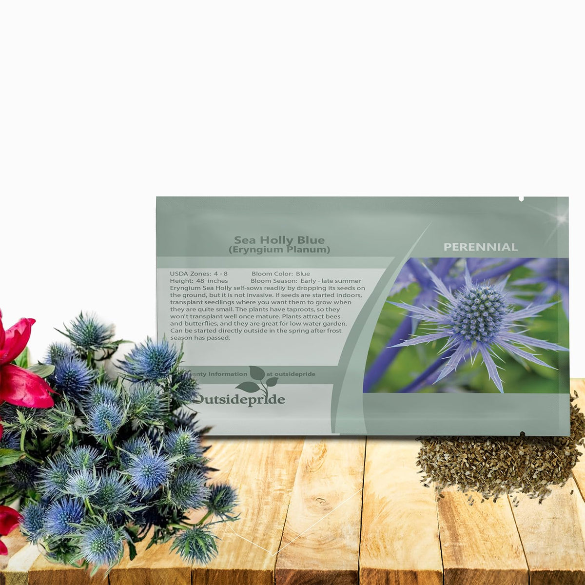 Outsidepride Silver Blue Sea Holly seeds front packet, ready for spring planting and vibrant blooms.