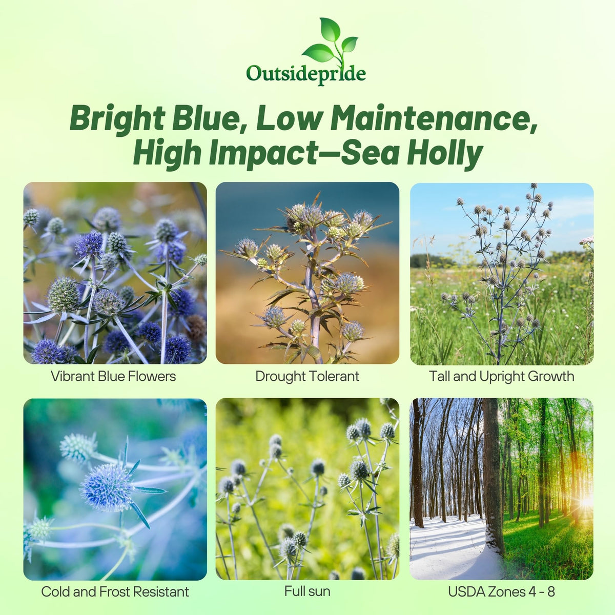 Outsidepride Silver Blue Sea Holly seeds spilled in rows, signaling easy sowing and strong germination.