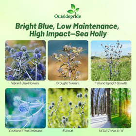 Outsidepride Silver Blue Sea Holly seeds spilled in rows, signaling easy sowing and strong germination.