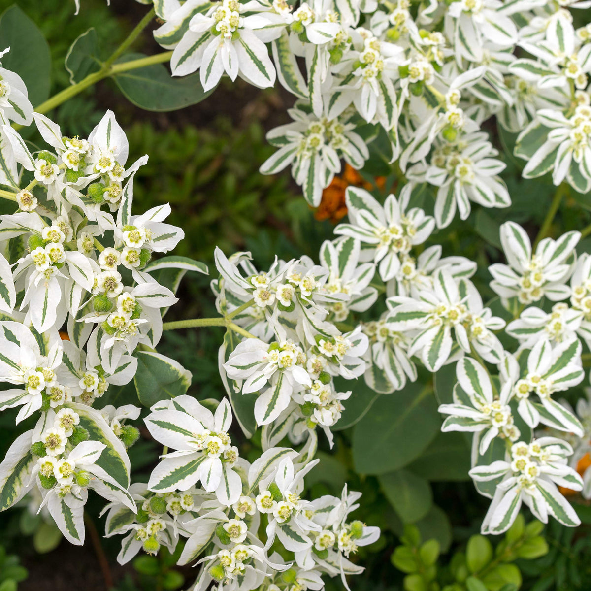 Outsidepride Snow on the Mountain close-up shows white and green bracts for dramatic borders