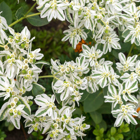 Outsidepride Snow on the Mountain close-up shows white and green bracts for dramatic borders