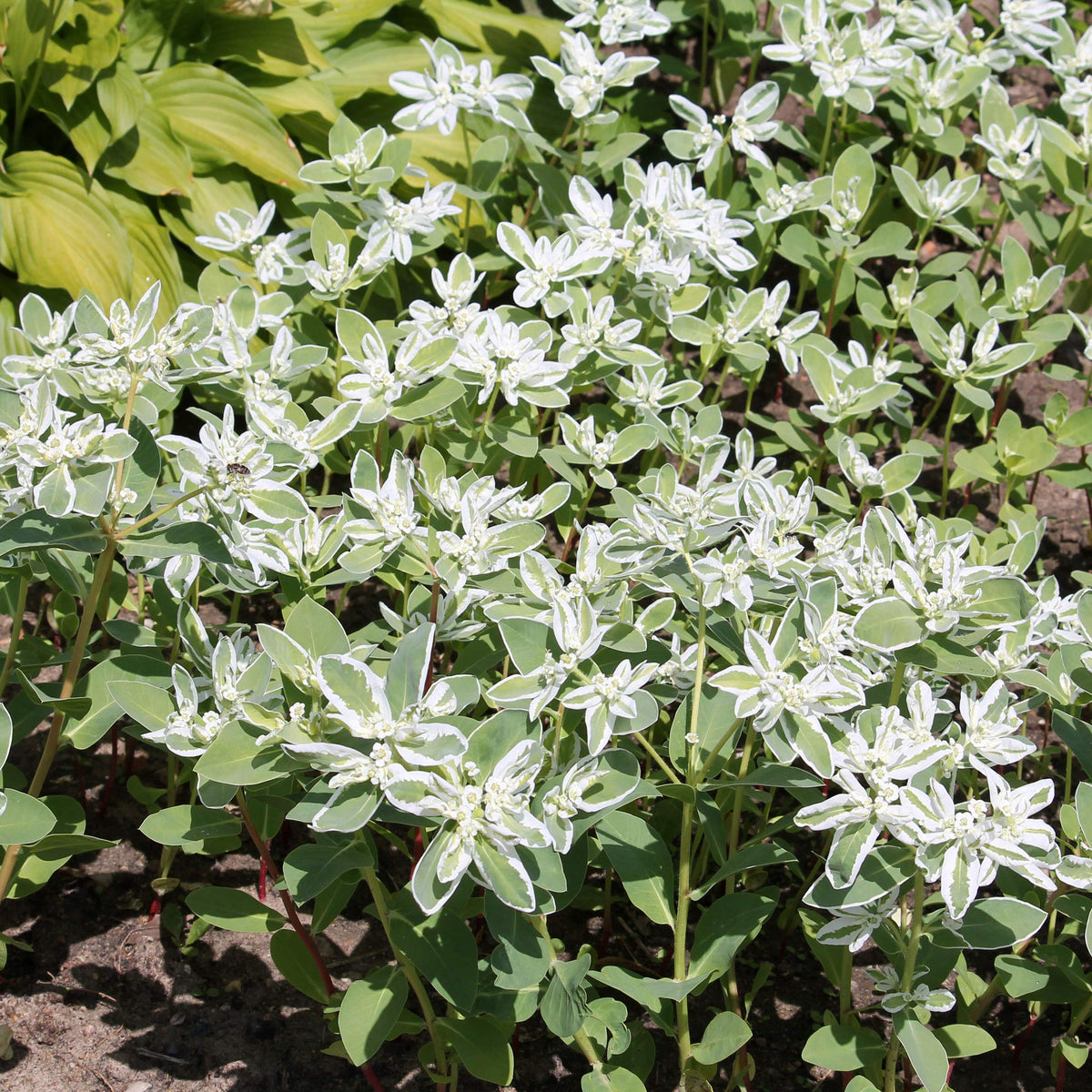 Outsidepride Snow on the Mountain plants rise tall in garden beds with height and texture