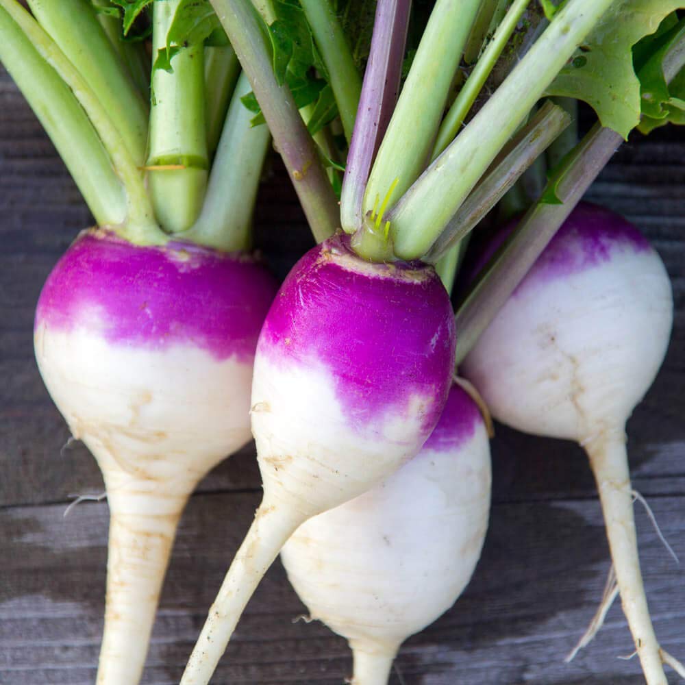 Turnips contributing to soil improvement and fertility.