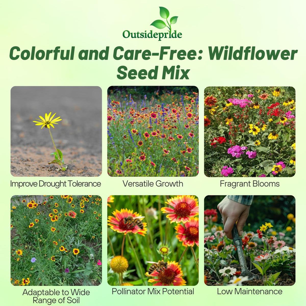 Outsidepride Southeast wildflower seed mix closeup reveals varied blooms for year-round color.