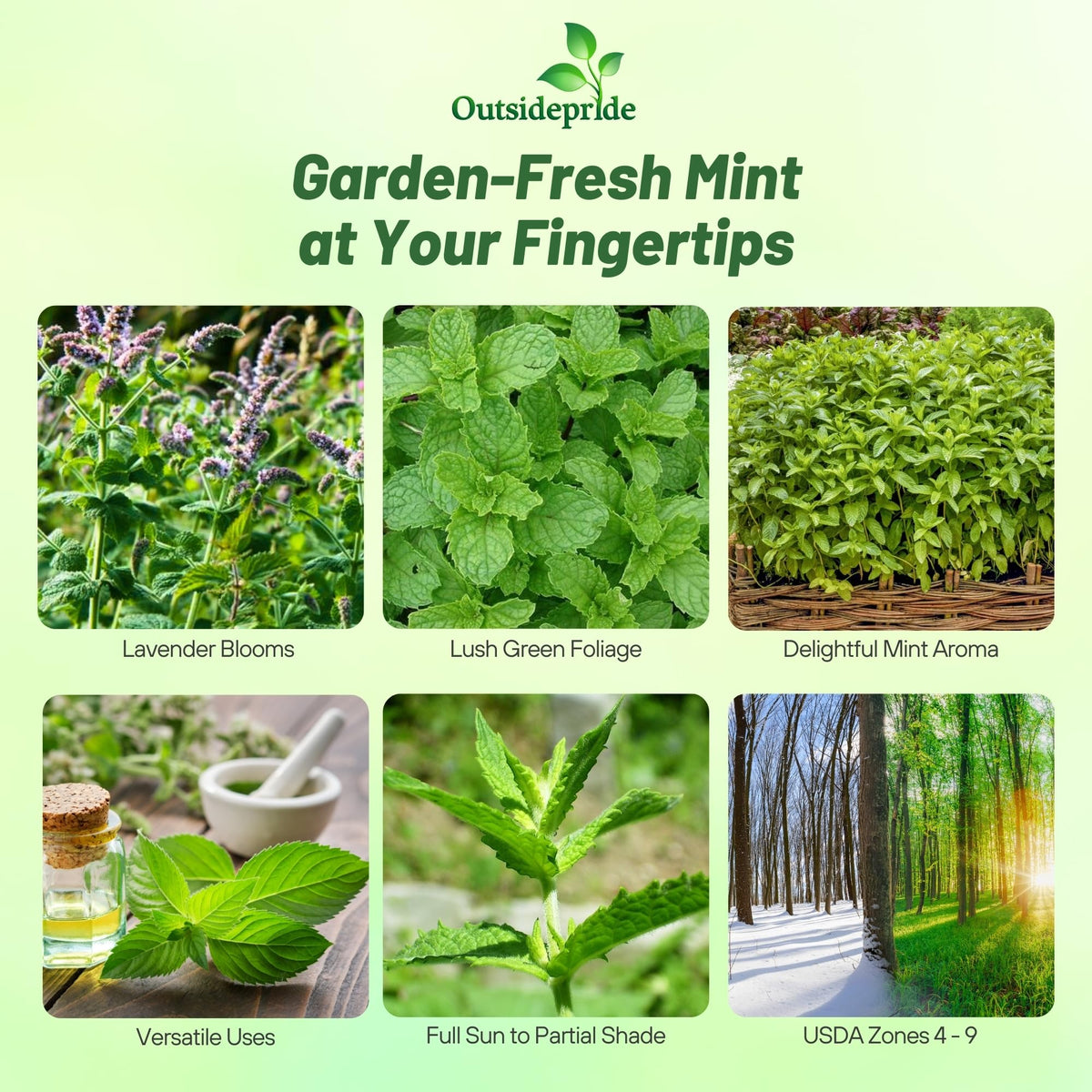 Outsidepride spearmint seeds bag close-up encourages germination and a fragrant harvest.
