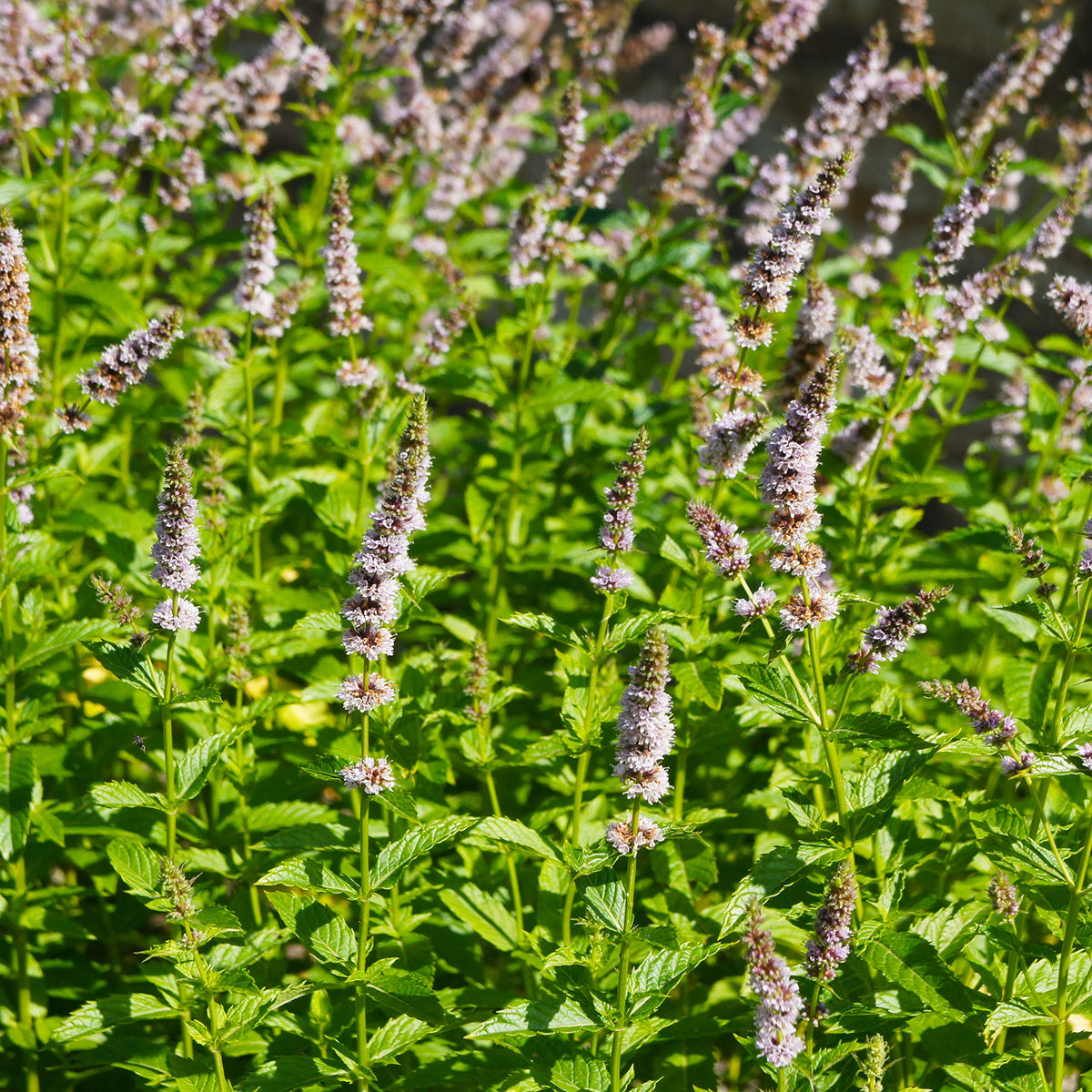 Outsidepride spearmint seeds thriving in indoor pots for year-round herbs.