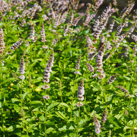 Outsidepride spearmint seeds thriving in indoor pots for year-round herbs.