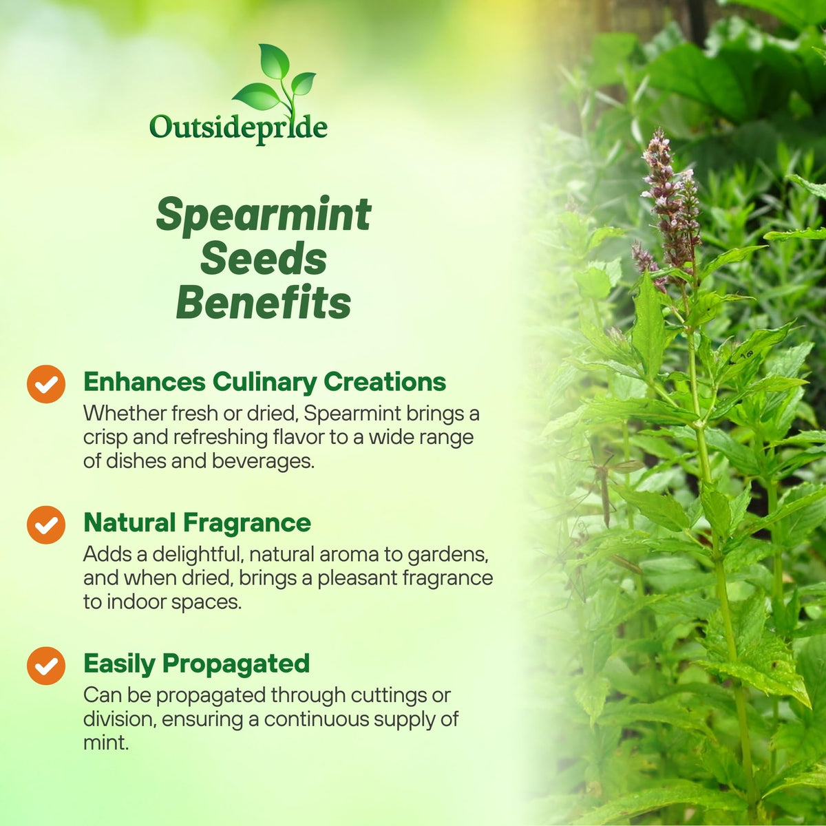 Outsidepride spearmint seeds planted in soil ready to sprout in indoor or outdoor spaces.