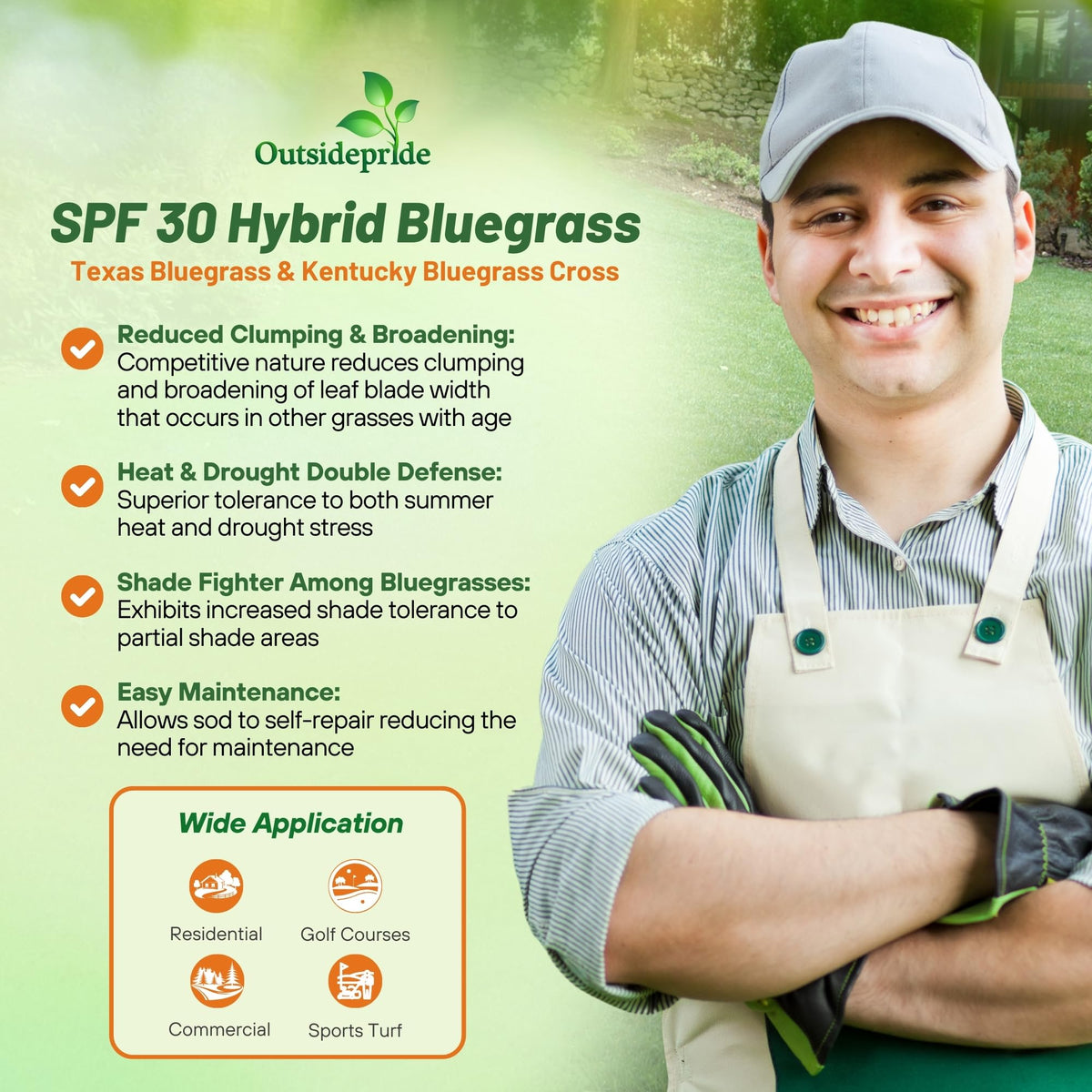 Outsidepride SPF-30 bluegrass patch growing in sun and shade.