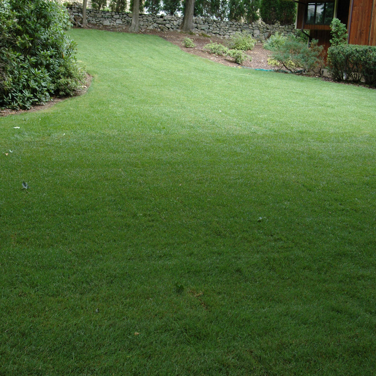 Outsidepride SPF-30 heat-tolerant lawn thriving in hot, dry summers.