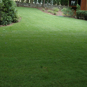 Outsidepride SPF-30 heat-tolerant lawn thriving in hot, dry summers.