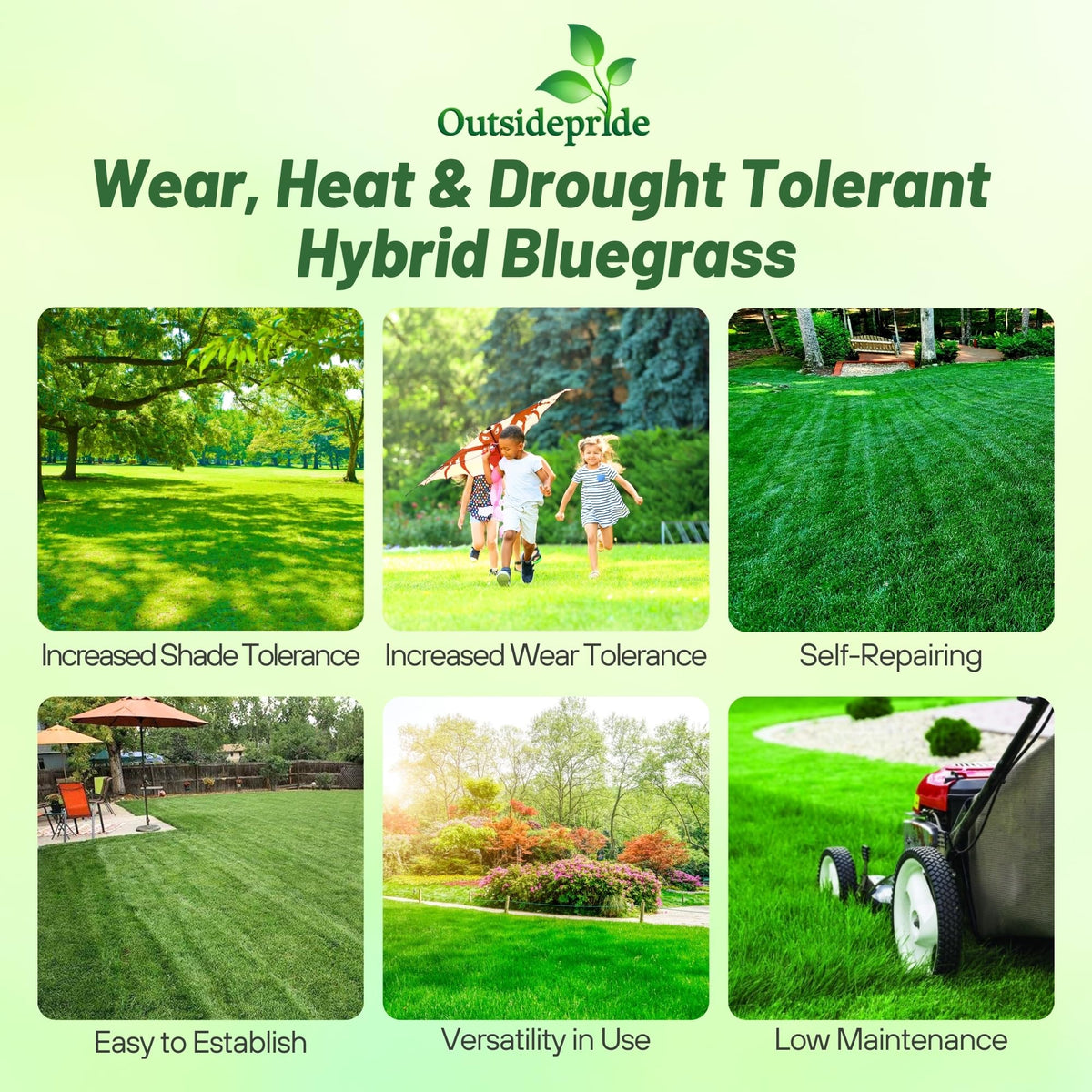 Outsidepride SPF-30 seeds germination close-up shows even spread and solid roots.