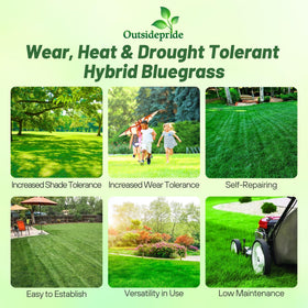 Outsidepride SPF-30 seeds germination close-up shows even spread and solid roots.