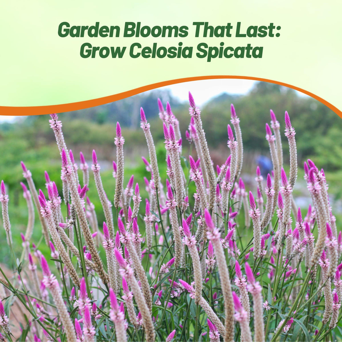 Outsidepride Spicata Celosia in a sunny bed creates seasonal focal points.