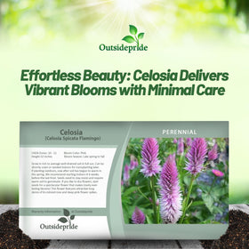 Outsidepride Spicata Celosia dried bouquet preserves color for décor.