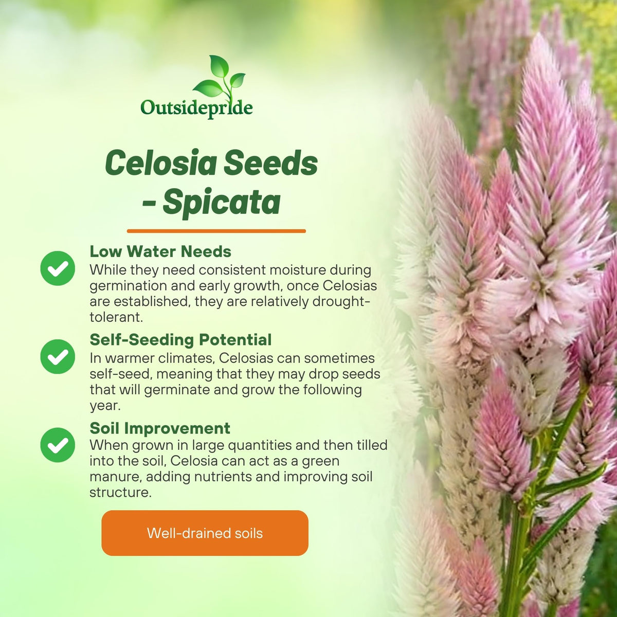 Outsidepride Spicata Celosia pink bloom close-up shows bold color and texture.