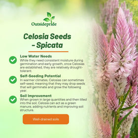 Outsidepride Spicata Celosia pink bloom close-up shows bold color and texture.