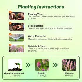 Outsidepride Spicata Celosia seed packet image highlights easy sowing for blooms.