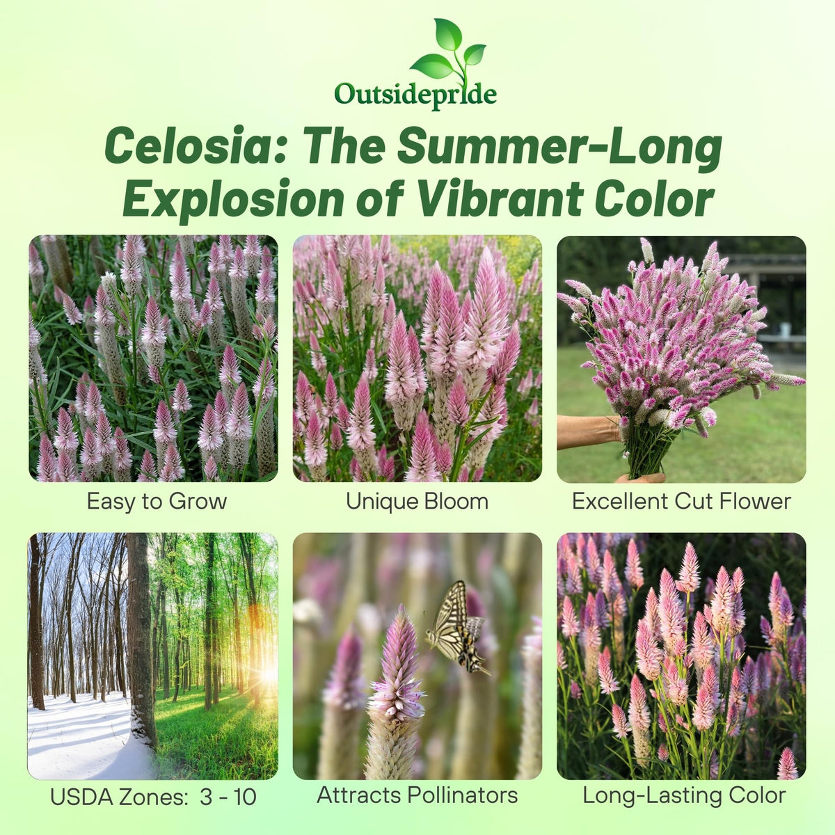Outsidepride Spicata Celosia tall plant enhances borders with height and drama.