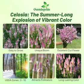 Outsidepride Spicata Celosia tall plant enhances borders with height and drama.