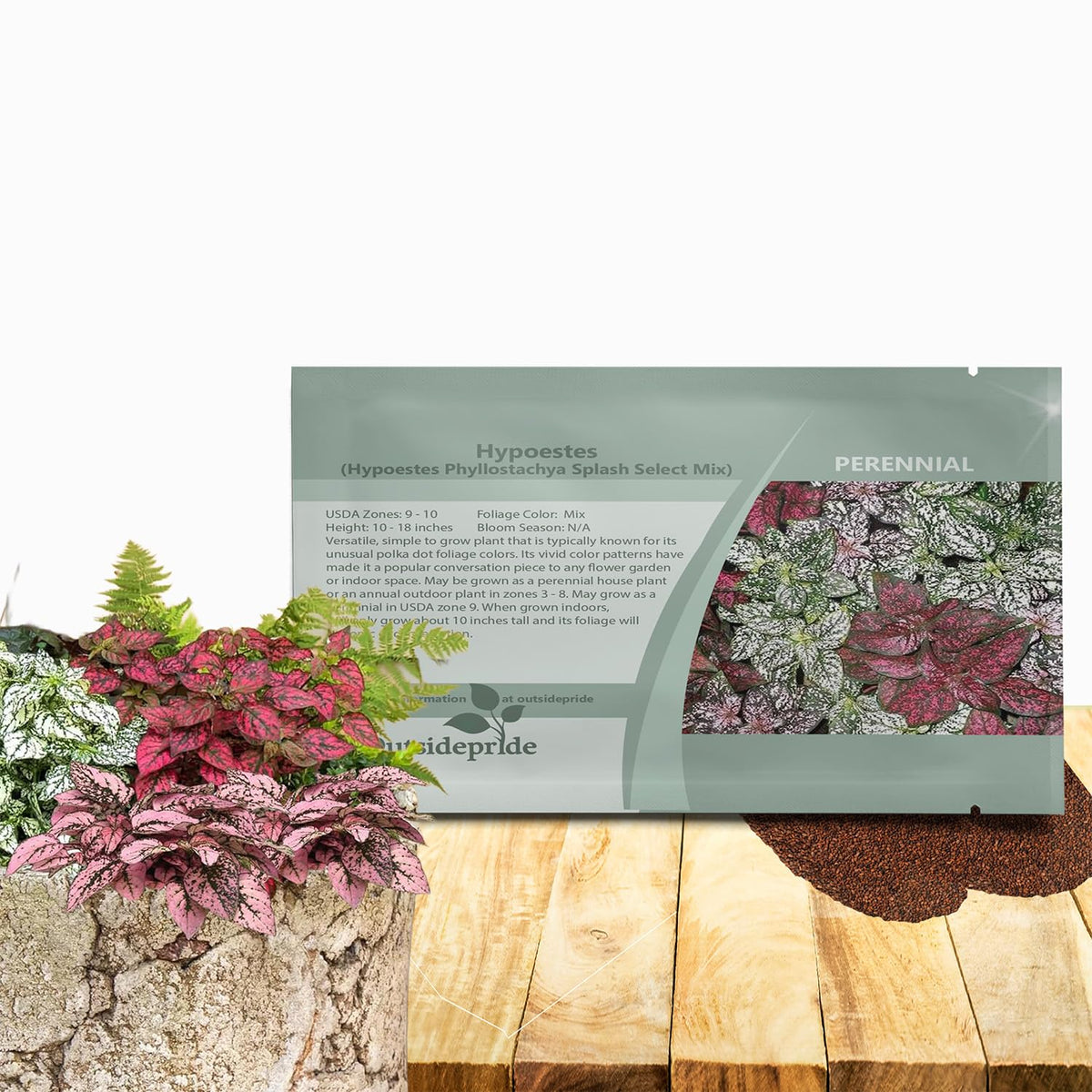 Outsidepride Splash Select Hypoestes seeds showing dense growth for compact spaces.