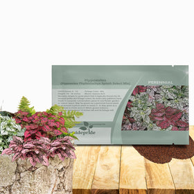 Outsidepride Splash Select Hypoestes seeds showing dense growth for compact spaces.
