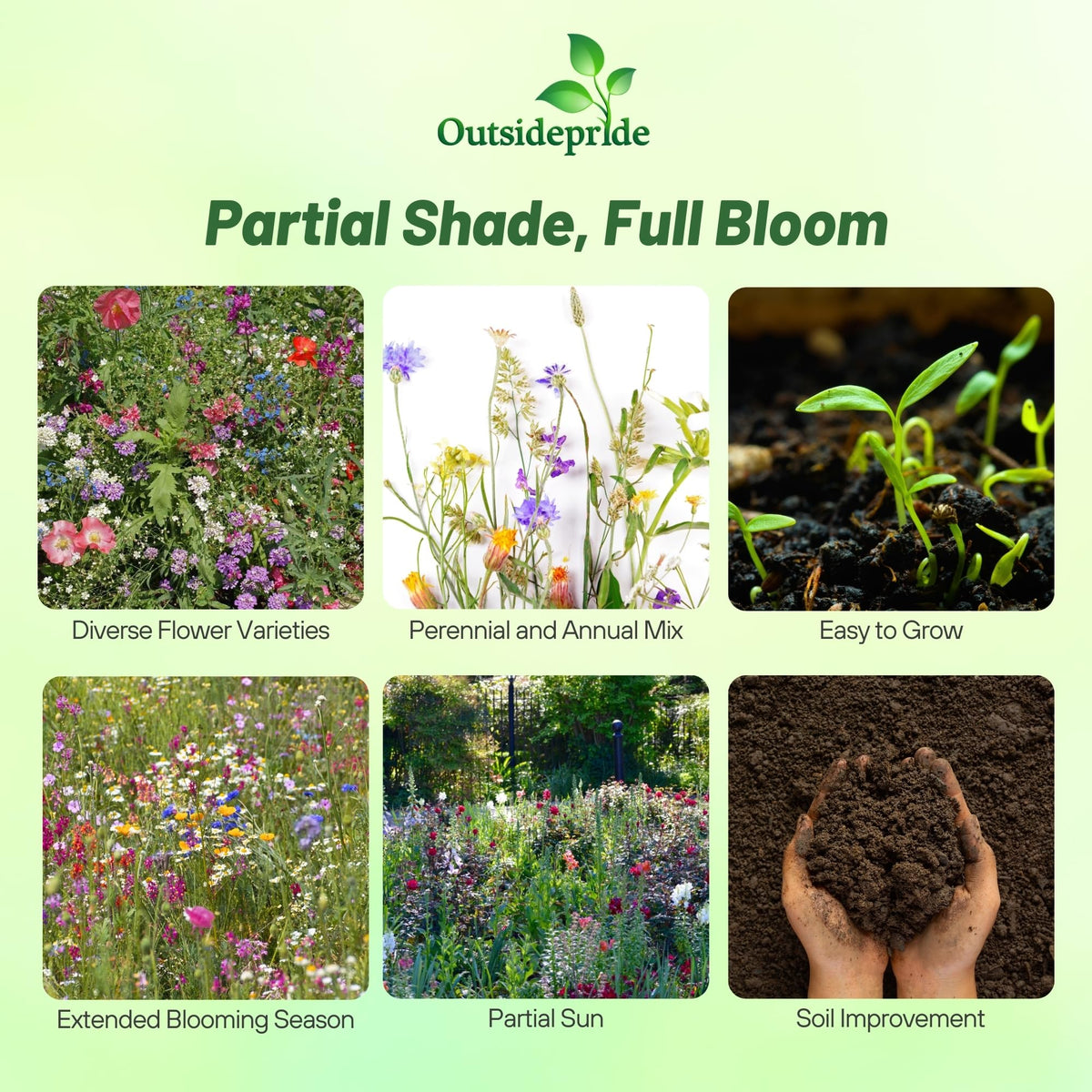 Outsidepride spring bloom wildflowers display bright color in cool spring gardens.