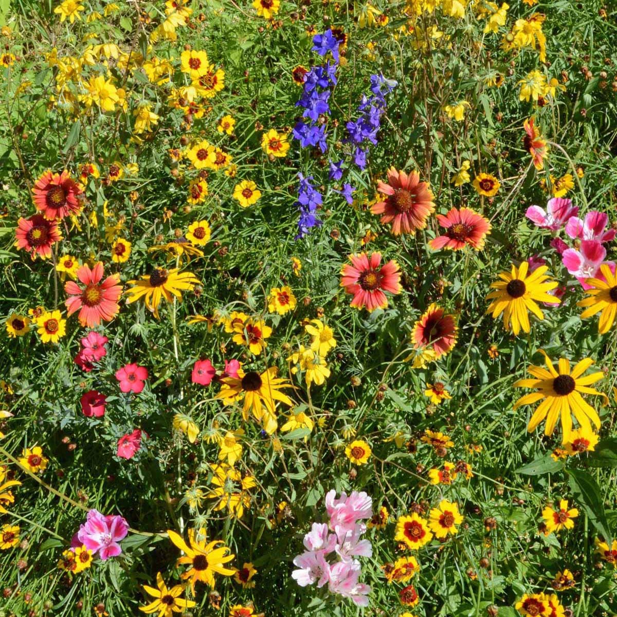 Outsidepride-spring-planting-tips image guides spring sowing for healthy germination.