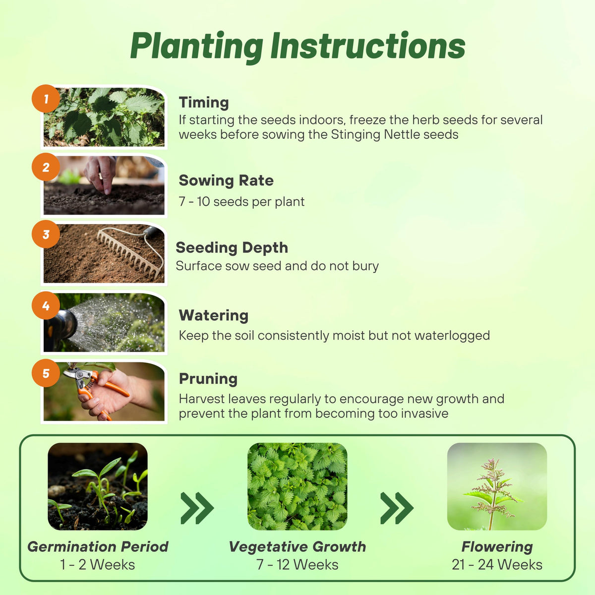 Outsidepride stinging nettle seeds deer-resistant growth reduces garden disruption.