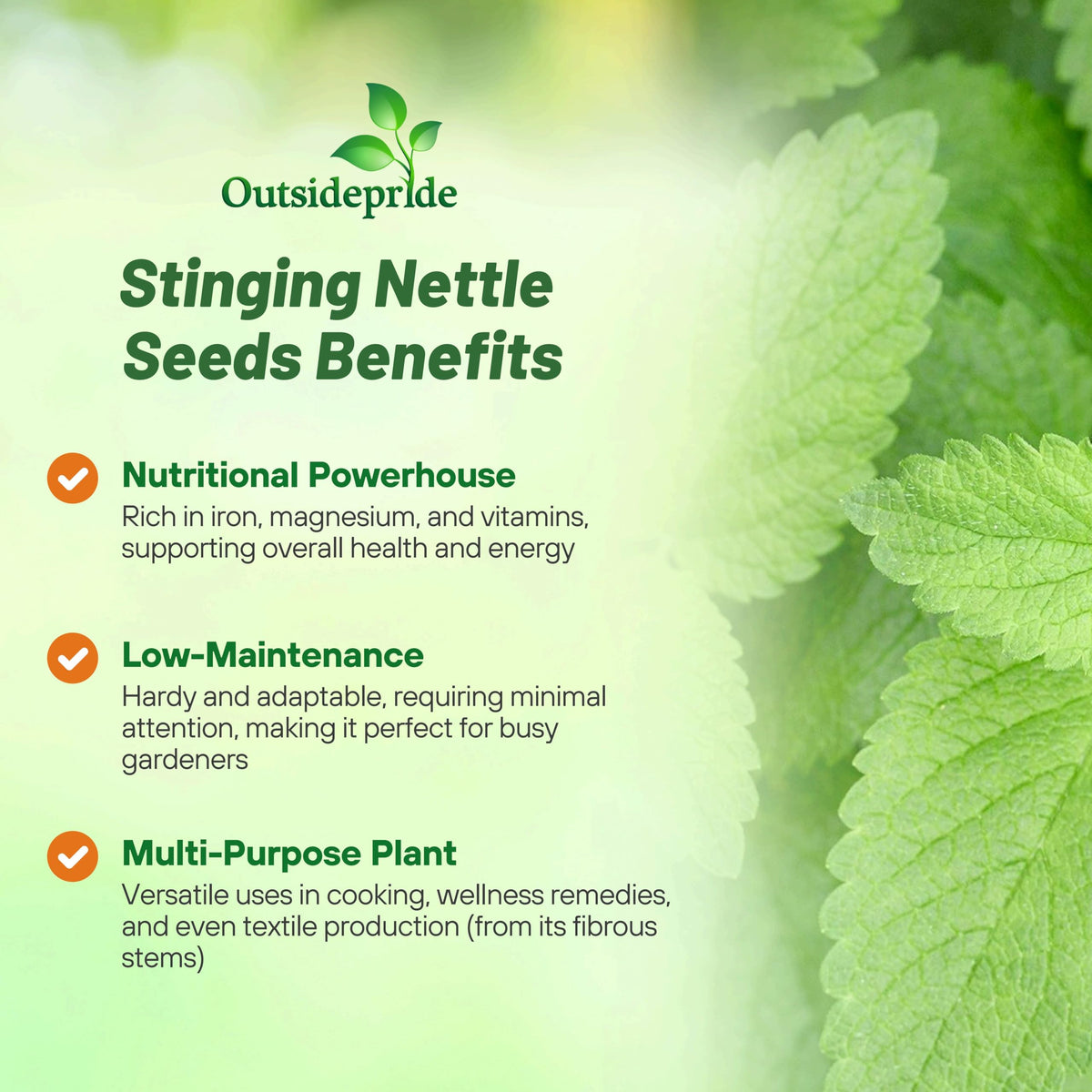 Outsidepride stinging nettle seeds green blooms attract pollinators and add garden charm.