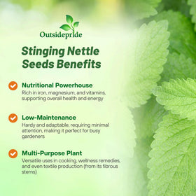 Outsidepride stinging nettle seeds green blooms attract pollinators and add garden charm.