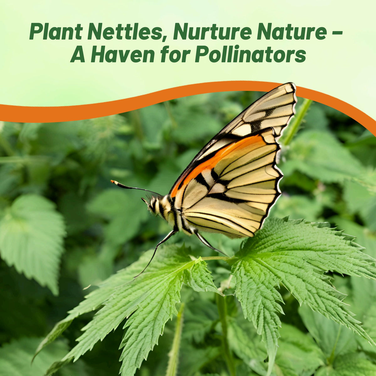 Outsidepride stinging nettle seeds pollinator garden feature supports bumblebees and ecosystem health.