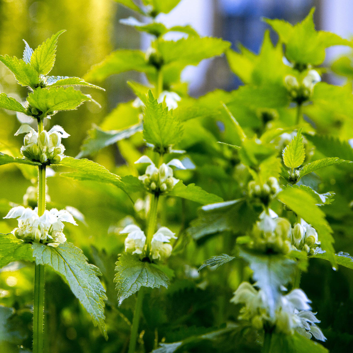 Outsidepride stinging nettle seeds vibrant greens thrive in sun and partial shade.