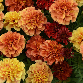 Outsidepride Strawberry Blonde French Marigold in bloom attracting butterflies