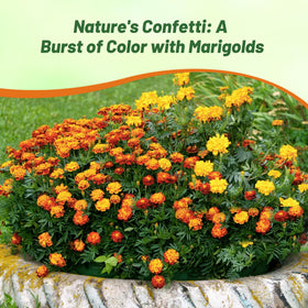 Outsidepride Strawberry Blonde French Marigold container garden with vibrant blooms