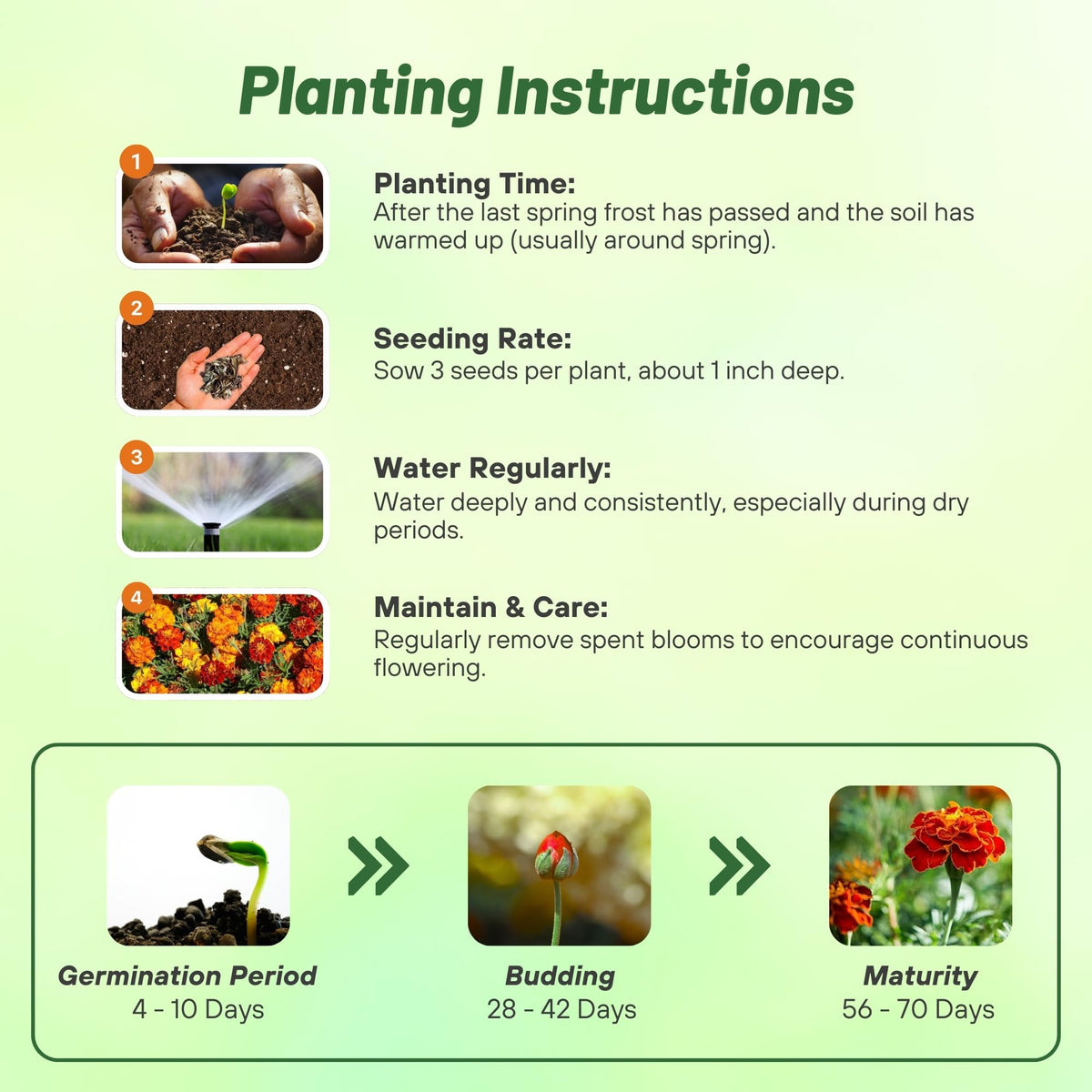 Outsidepride Strawberry Blonde French Marigold seedling emerging in rich soil