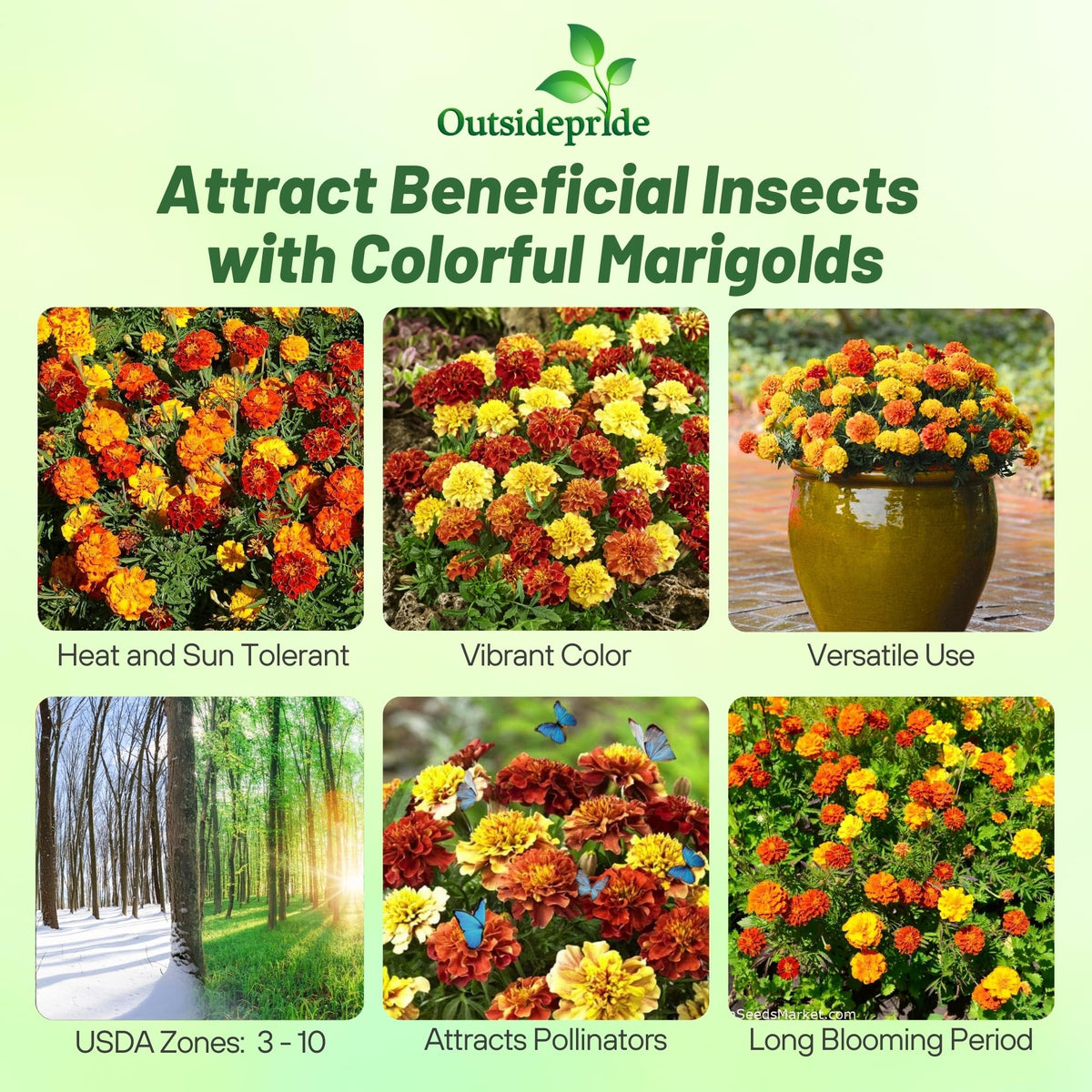 Outsidepride Strawberry Blonde French Marigold seeds in hand for easy planting