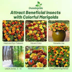 Outsidepride Strawberry Blonde French Marigold seeds in hand for easy planting
