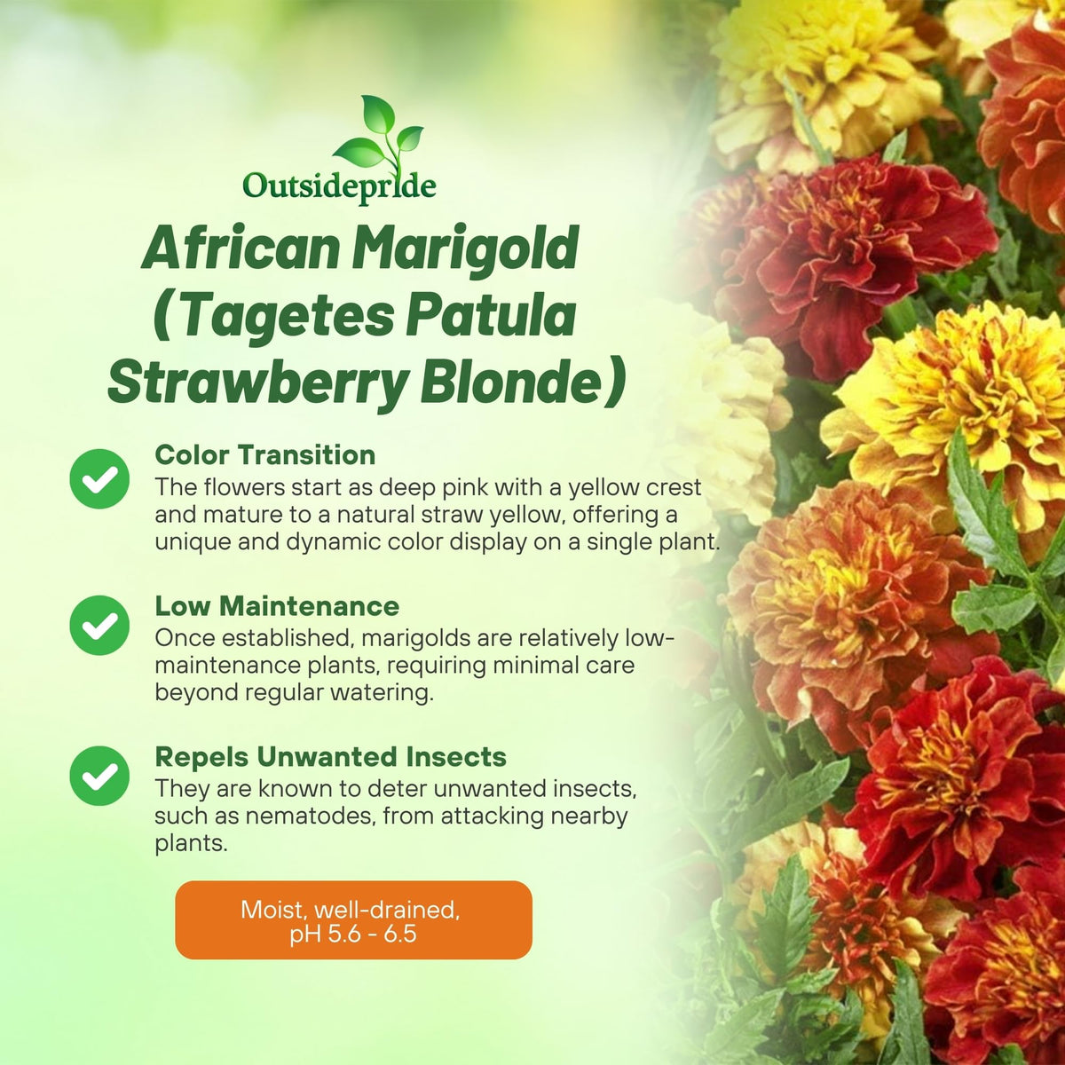 Outsidepride Strawberry Blonde French Marigold seeds ready for sowing with spacing tips
