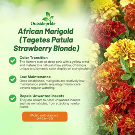 Outsidepride Strawberry Blonde French Marigold seeds ready for sowing with spacing tips