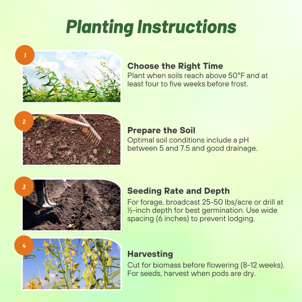 Outsidepride Sunn Hemp Seeds dense soil cover reducing erosion risk