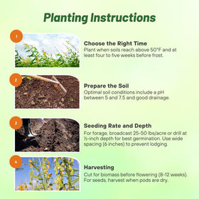 Outsidepride Sunn Hemp Seeds dense soil cover reducing erosion risk