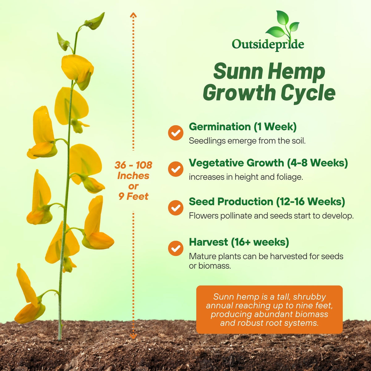 Outsidepride Sunn Hemp Seeds field germination close-up showing rapid establishment
