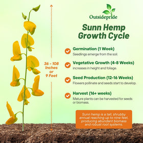 Outsidepride Sunn Hemp Seeds field germination close-up showing rapid establishment