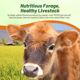 Outsidepride Sunn Hemp Seeds forage-ready field for livestock nutrition