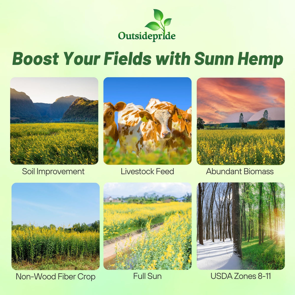 Outsidepride Sunn Hemp Seeds bag back view, ideal for soil improvement and extension use